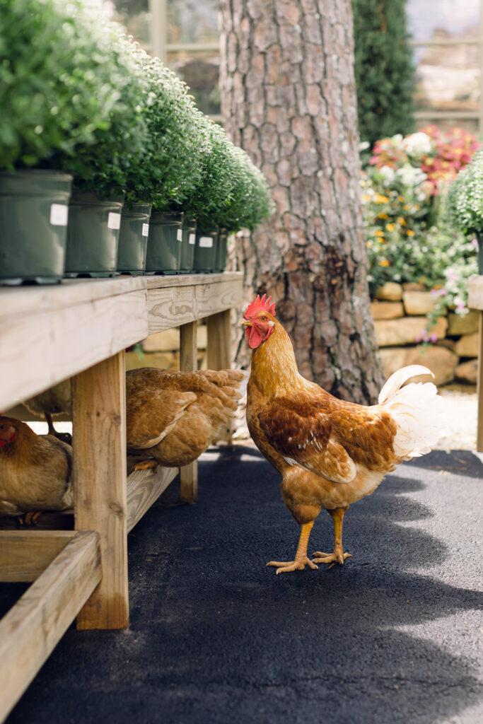 a brown rooster standing next to a raised bed of plants